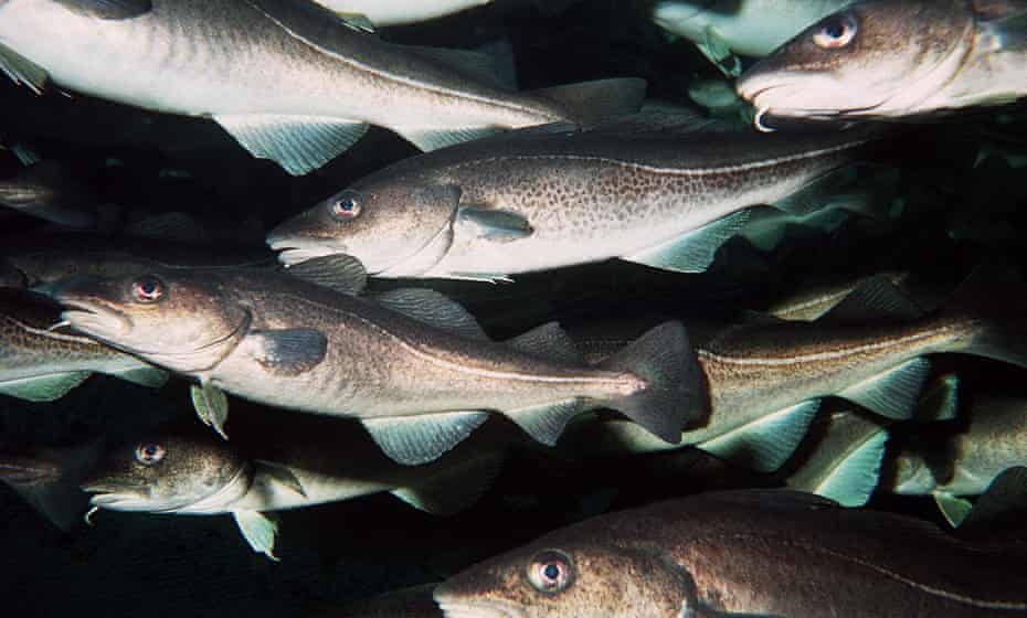 Cod quotas have been cut but stocks kept falling because of the rapidly warming waters. 
