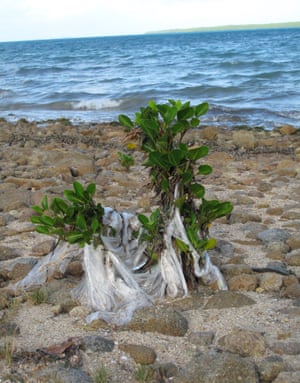 Plastic draping plants in Torres Strait