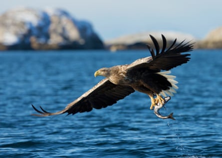 A white-tailed sea eagle (Haliaeetus albicilla) in flight with a catch (coal fish) in Norway. This picture of White-tailed Eagle with a catch was taken in Norway from a boat.