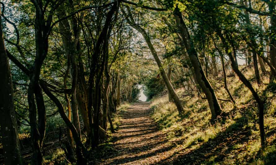 Un pequeño sendero forestal detrás del pueblo de East Dean.