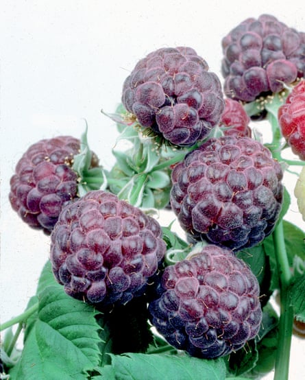 Hybrid purple raspberries of the Glen Coe variety. Crispr may make such specimens more common.