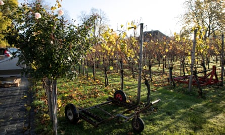 Vineyard at Belgian wine estate Aldeneyck, Maaseik, Belgium