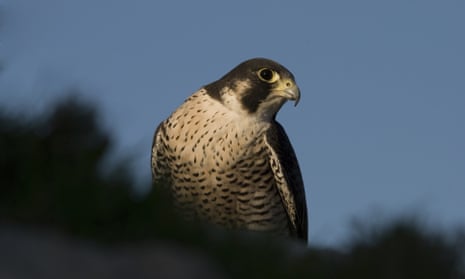 The peregrine “Maltese” falcon – as many as three pairs are known to be breeding on the island