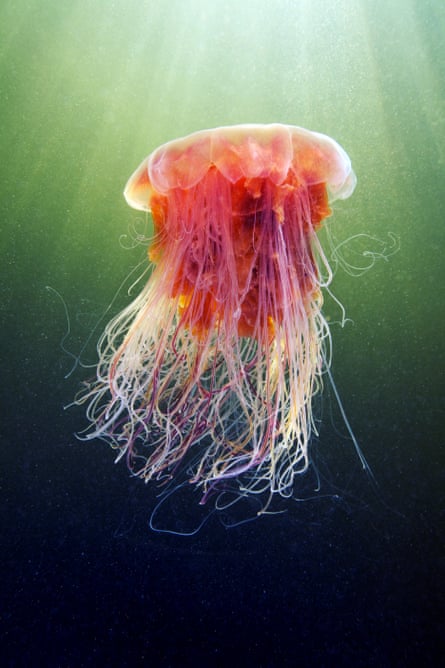 A lion’s mane jellyfish