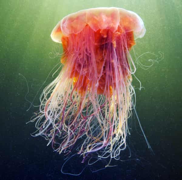 Lion's Mane Jellyfish in The White sea
