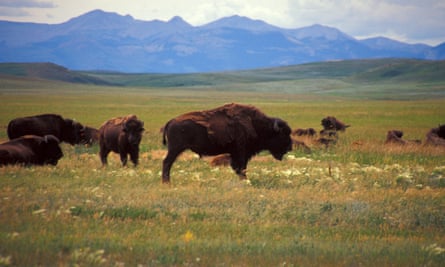Buffalo herd roams on the great plains of the Blackfeet reservation in Montana.