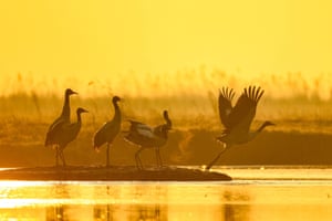 Black-necked cranes wandering in a pond at a nature reserve in Bijie in China