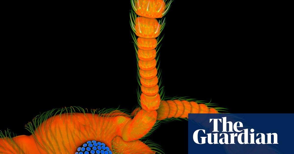 Strange and beautiful things under a microscope – in pictures ...
