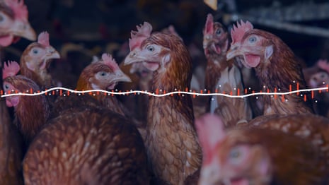 Listen to sounds chickens make when they're about to get food – audio