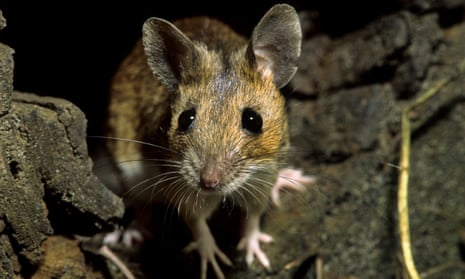Farmers say field mice have been tunnelling under fields and gnawing at the roots of crops.