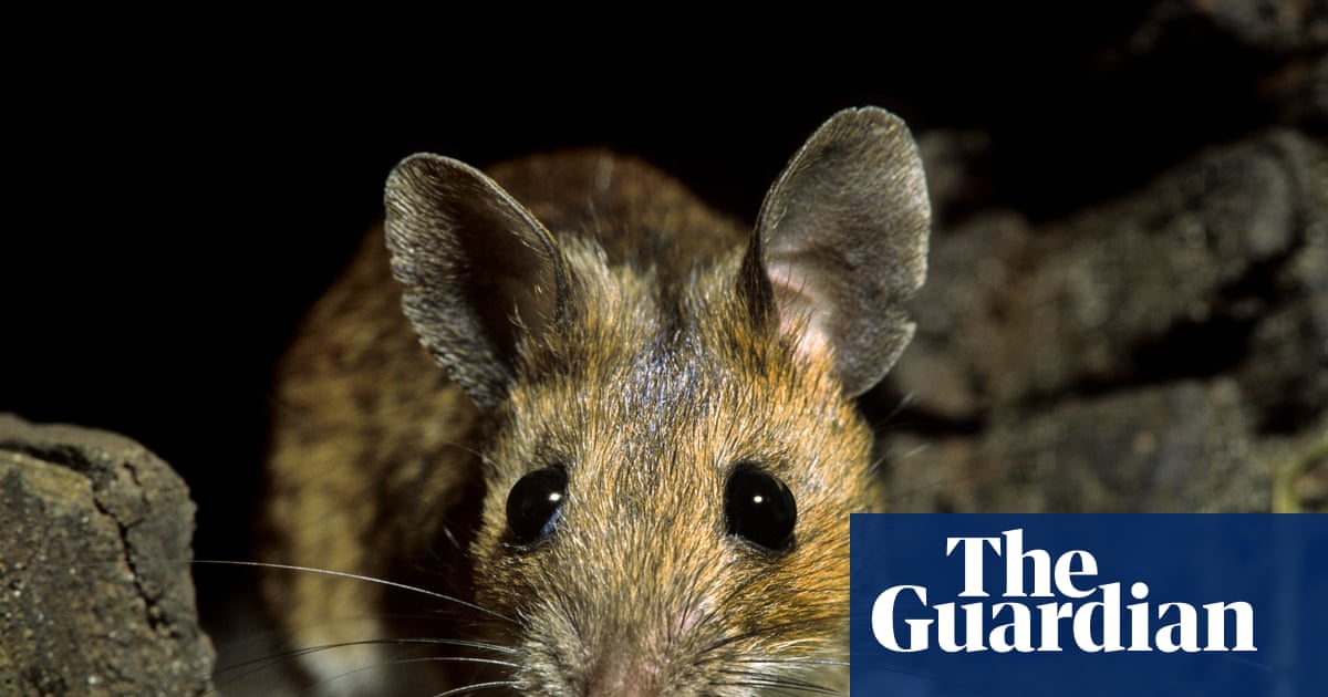 Country diary: A little garden mystery – why are the wood mice hoarding opium seeds? | Susie White