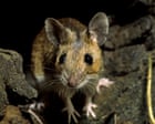 Garden Mystery in Northumberland: Wood Mice Target Opium Poppy Seeds