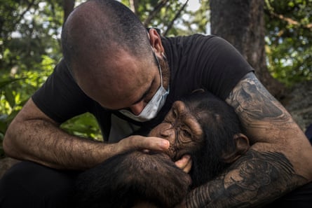 Biologist Miguel García plays with a young rescued chimpanzee 