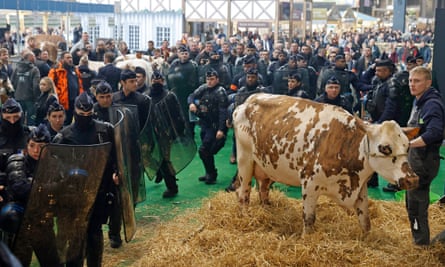 Riot police crowding past a cow