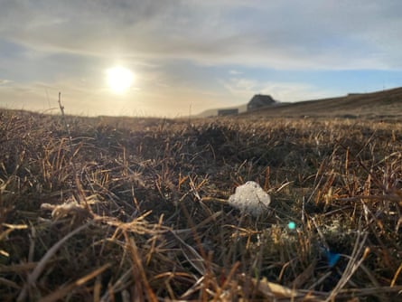 A fleck of seafoam in a field far from the sea in a farming landscape in Shetland