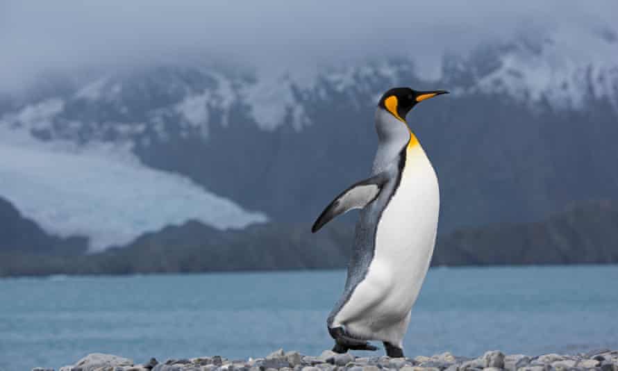 A king penguin, which Franzen comes face to face with in the wild. Photograph: Alamy
