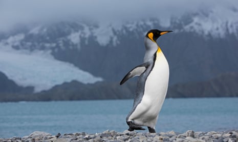 A king penguin on South Georgia