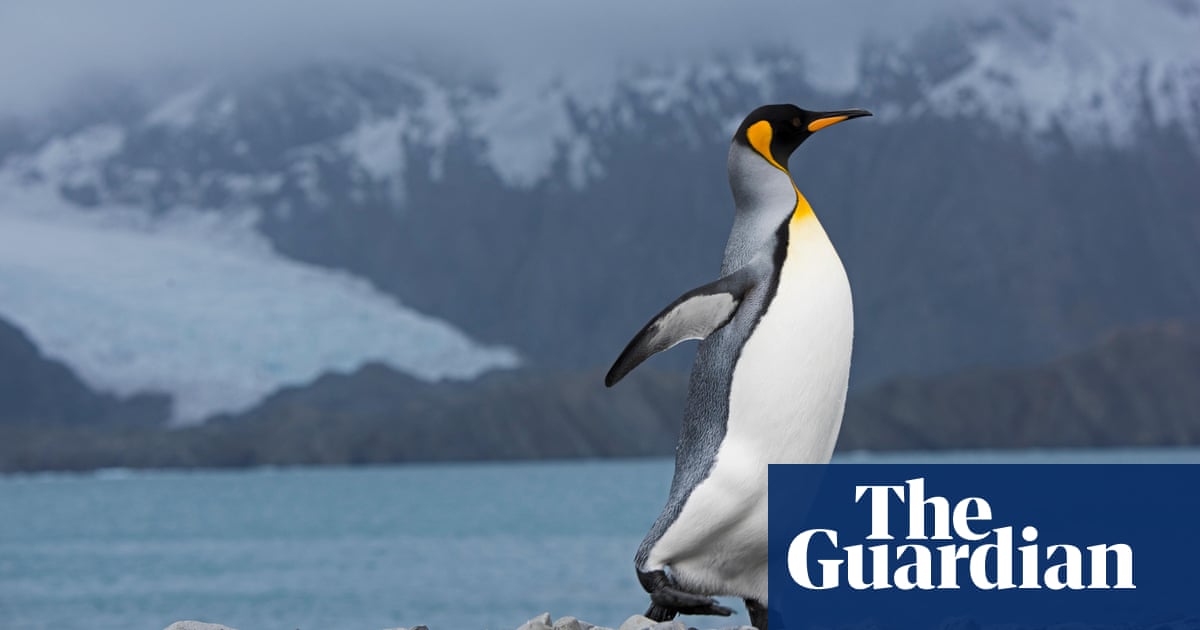 First penguins die in Antarctic of deadly H5N1 bird flu strain | Antarctica