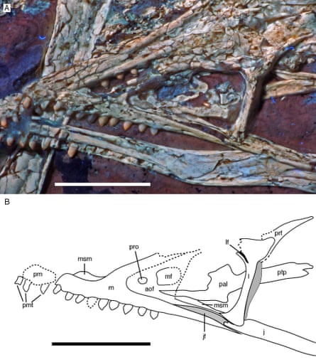 View of the new specimen’s upper jaw under UV light (A) and interpretative drawing (B). The maxilla (m in drawing) bears 9 teeth, considered a defining character for Archaeopteryx by the authors. Scale bar 1 cm.
