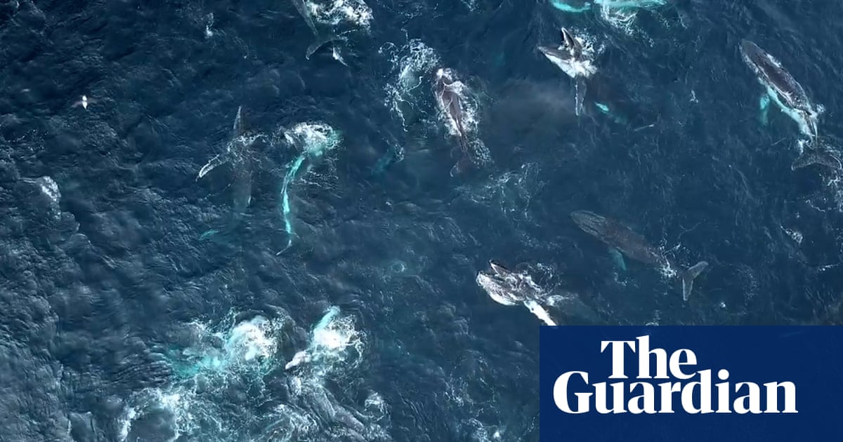 Humpback whale ‘megapod’ feeding frenzy filmed off Australia’s NSW coast – video