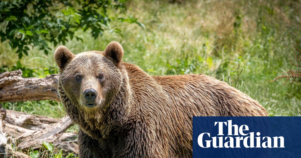 ‘So big and so close’: going on a bear hunt in northern Spain | Spain holidays ‘So big and so close’: going on a bear hunt in northern Spain | Spain holidays
