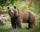 ‘So big and so close’: going on a bear hunt in northern Spain