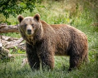 A Cantabrian brown bear in a grassy landscape