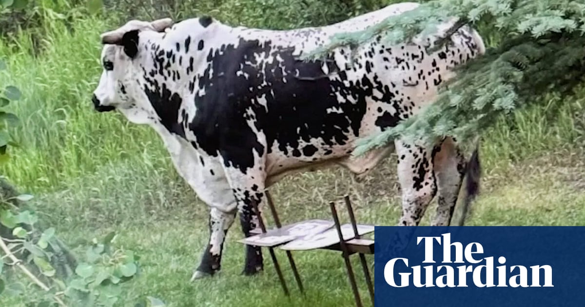 Sauce Boss the rodeo bull becomes latest US animal escape artist