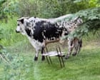 Sauce Boss the rodeo bull becomes latest US animal escape artist