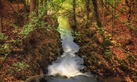 Flowing water of Eller Beck in Skipton Castle Woods in the autumn