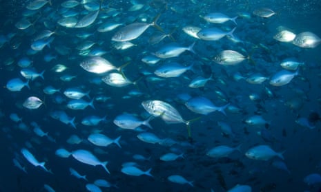 Blue maomaa and trevally fish in the waters of the Poor Knights Islands, New Zealand.