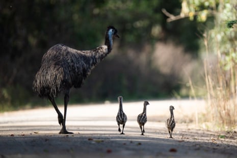 A male coastal emu and his chicks at Shark Creek in northern New South Wales, Australia