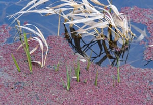 On the water in the Lower Oder Valley national park in Brandenburg, Germany reddish plants of the species large algae fern, which belong to an invasive species