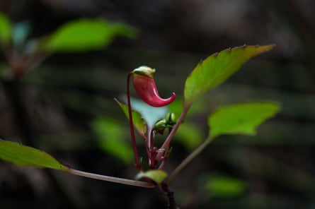 A red flower that looks a bit like a chilli
