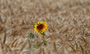 キエフ地方の麦畑でひまわりが見られます。