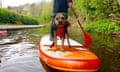 Dog paddling with Stand Up Paddle Board UK