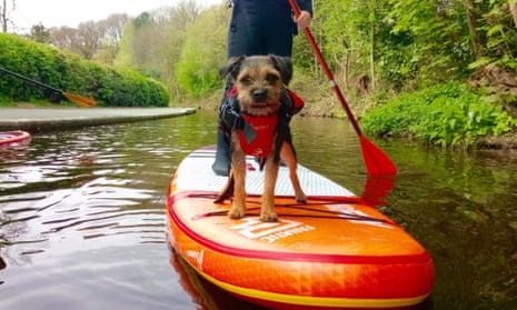 Doggy paddle: a pooch gets out on the water with Stand Up Paddle Board UK, one of the 100 businesses chosen to be promoted in the run-up to Small Business Saturday.