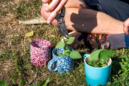 a closeup of someone putting nettles into mug to make nettle tea
