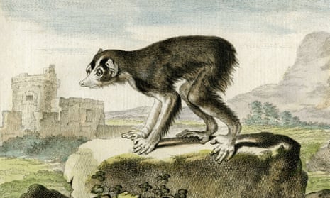 An engraving of a Loris in Leclerc’s great work.