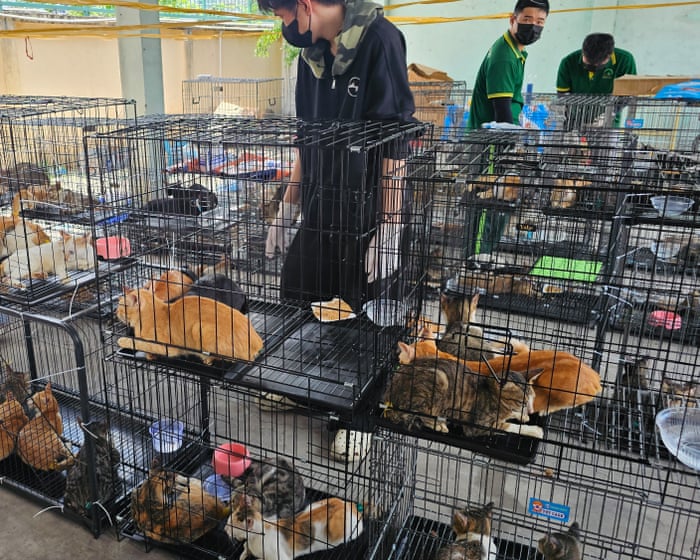 Vietnam police rescue hundreds of cats stolen for meat by animal crime ring