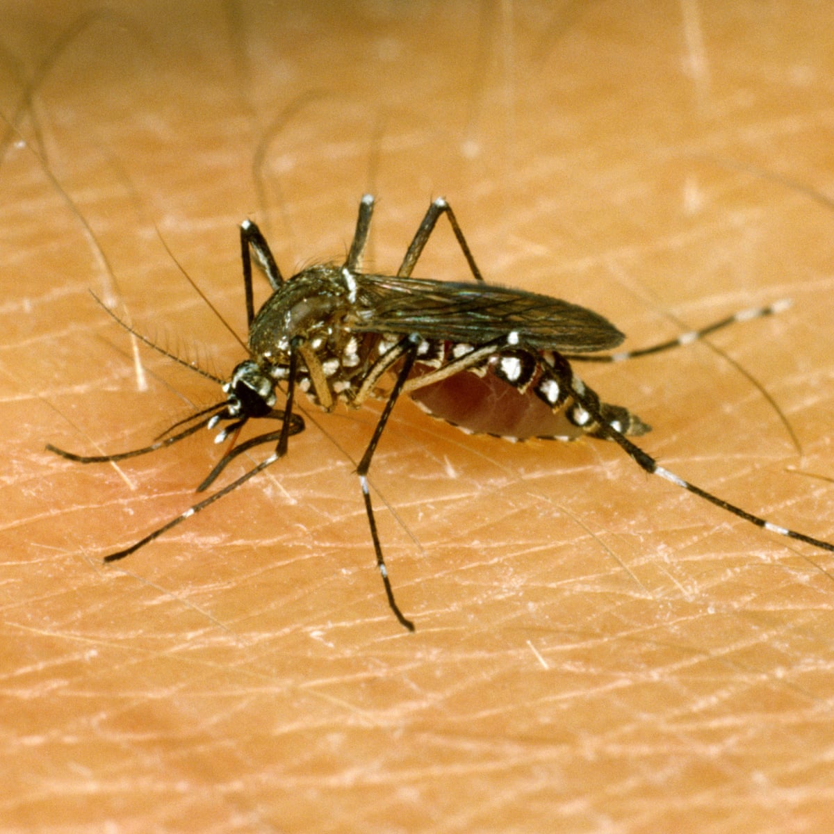 Scientists discover how mosquitoes can 'sniff out' humans | Animal  behaviour | The Guardian
