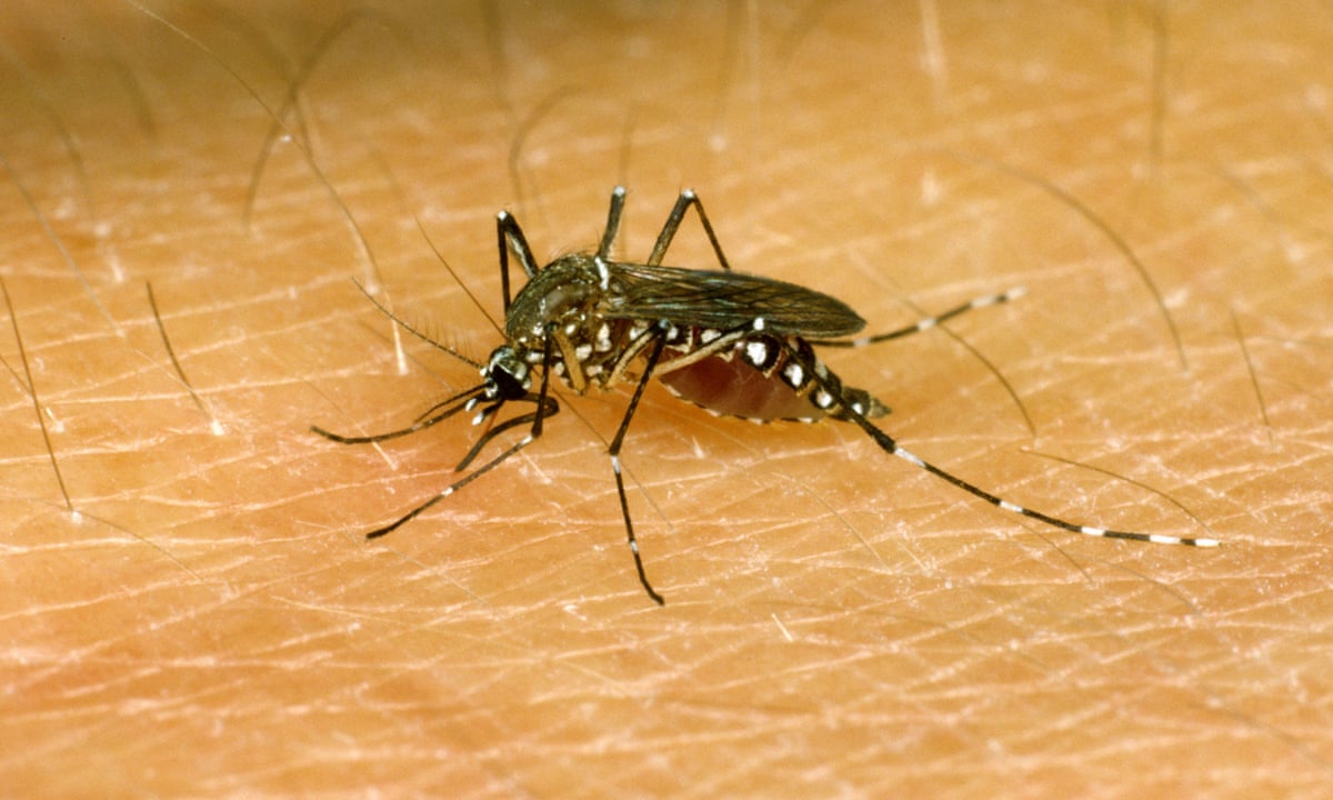 Scientists discover how mosquitoes can 'sniff out' humans | Animal  behaviour | The Guardian