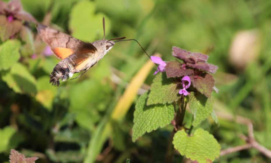 A hummingbird hawk moth in the village of Aubeterre sur Dronne on 18 March.