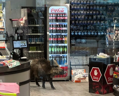 Um javali passeia por um supermercado em Berlim, na Alemanha. A polícia tenta capturar o animal, que se perdeu e entrou no shopping. O zoológico Tierpark de Berlim enviou uma equipe ao local, mas logo percebeu que sedar o animal não seria possível devido à disposição do espaço. A polícia informou que os agentes e a equipe do zoológico decidiram que a melhor solução seria conduzir o javali para fora, construindo um caminho com paletes de madeira. O javali então retornou à floresta, de onde presumimos que tenha vindo.