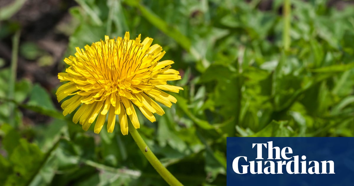PlantWatch: ロシアのタンポポが世界的なゴム不足の解決策を提供 PlantWatch: ロシアのタンポポが世界的なゴム不足の解決策を提供