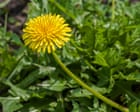 Plantwatch: Russian dandelion offers solution to global rubber shortage