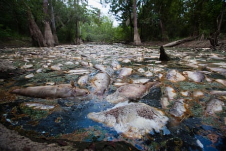 Dead fish in a polluted bayou off the Pearl river in St Tammany parish, Louisiana.
