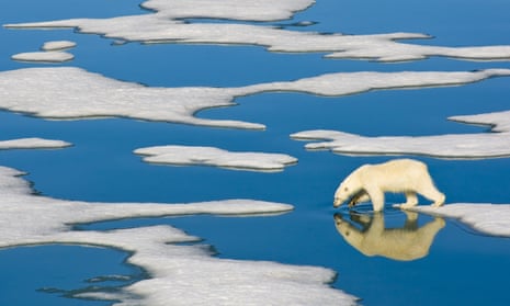 A polar bear walking on melting ice sheets. 