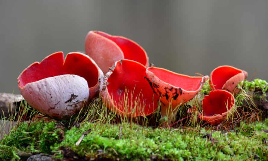 The spectacular scarlet elfcup.