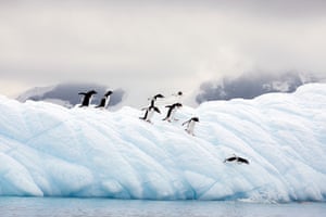 Gentoo penguins in the Antarctic peninsula